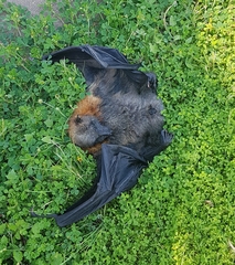 Pteropus poliocephalus