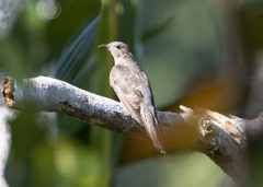 Cacomantis variolosus