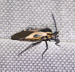 Sephina vinula