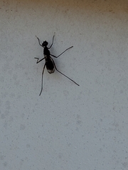 Taeniaptera trivittata