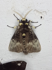 Megalopyge