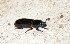 Passalidae