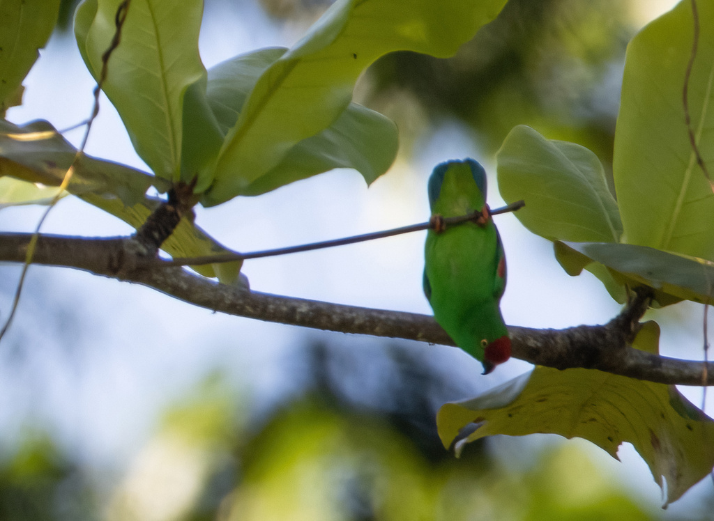 Moluccan Hanging Parrot