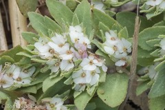 Euphorbia indivisa