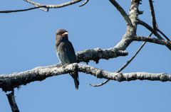 Eurystomus orientalis