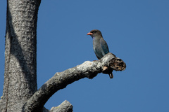 Eurystomus orientalis