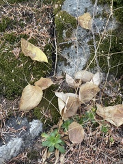 Micranthes ferruginea