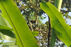 Psarocolius montezuma