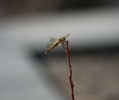 Sympetrum madidum