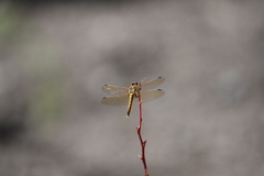 Sympetrum madidum