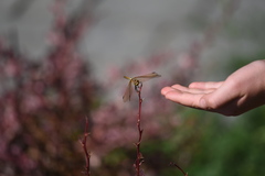 Sympetrum madidum
