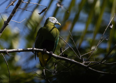 Ptilinopus hyogastrus