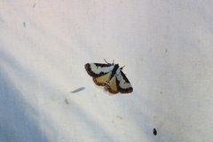 Eudryas unio