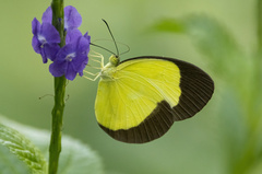 Eurema candida