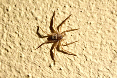 Selenops submaculosus