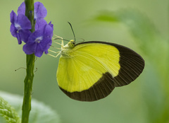 Eurema candida