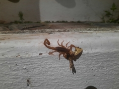 Centruroides limpidus