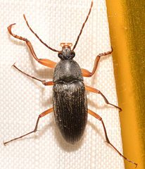 Androchirus erythropus
