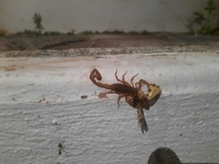 Centruroides limpidus