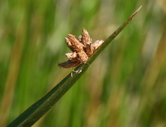 Schoenoplectus americanus
