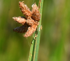 Schoenoplectus americanus
