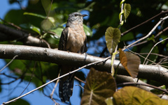 Cacomantis variolosus