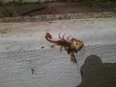 Centruroides limpidus