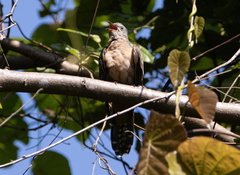 Cacomantis variolosus