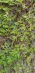 Porella platyphylla