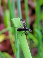 Tritoxa flexa