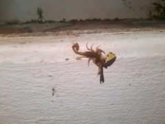 Centruroides limpidus