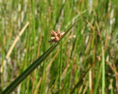 Schoenoplectus americanus