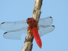 Crocothemis erythraea
