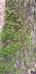 Porella platyphylla