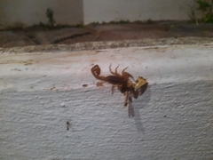 Centruroides limpidus