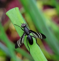 Tritoxa flexa