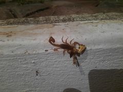 Centruroides limpidus