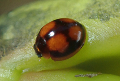 Harpasus quadrifolium