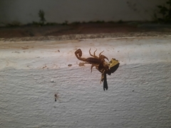 Centruroides limpidus