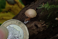 Galerina marginata