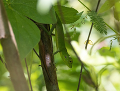 Bronchocela cristatella