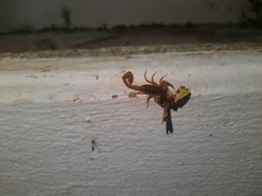 Centruroides limpidus