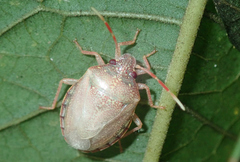 Discocephalinae