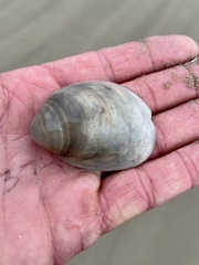 Laevicardium serratum