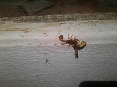 Centruroides limpidus