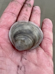 Laevicardium serratum