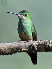 Heliodoxa leadbeateri