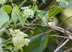 Bronchocela cristatella
