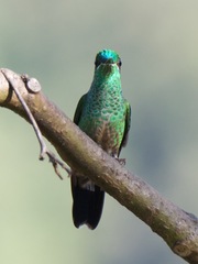 Heliodoxa leadbeateri