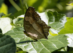 Yoma sabina